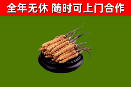 梧州烟酒回收冬虫夏草.jpg